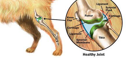 Private Label Liquid Dog Glucosamine Contract Manufacturer