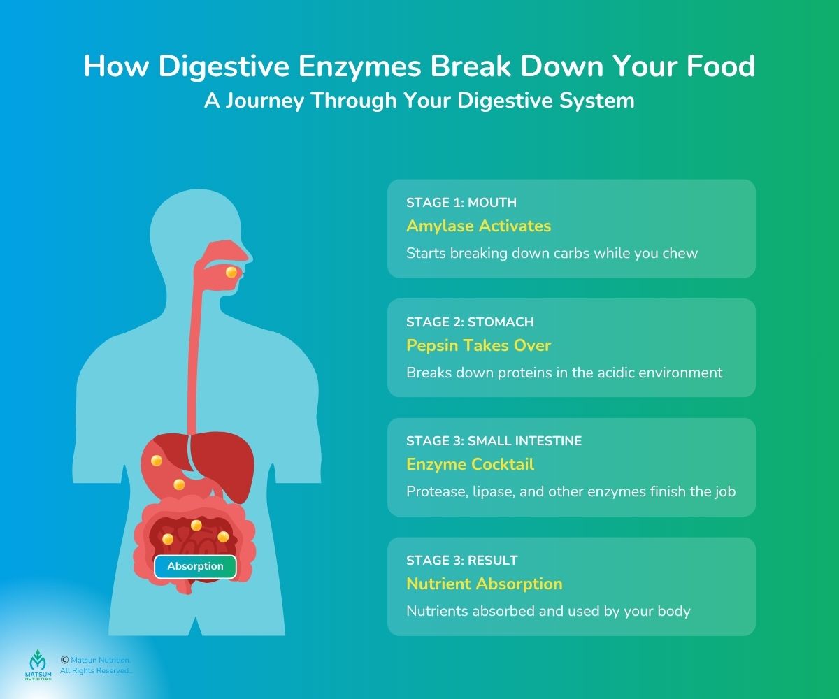 How Digestive Enzymes Break Down Your Food