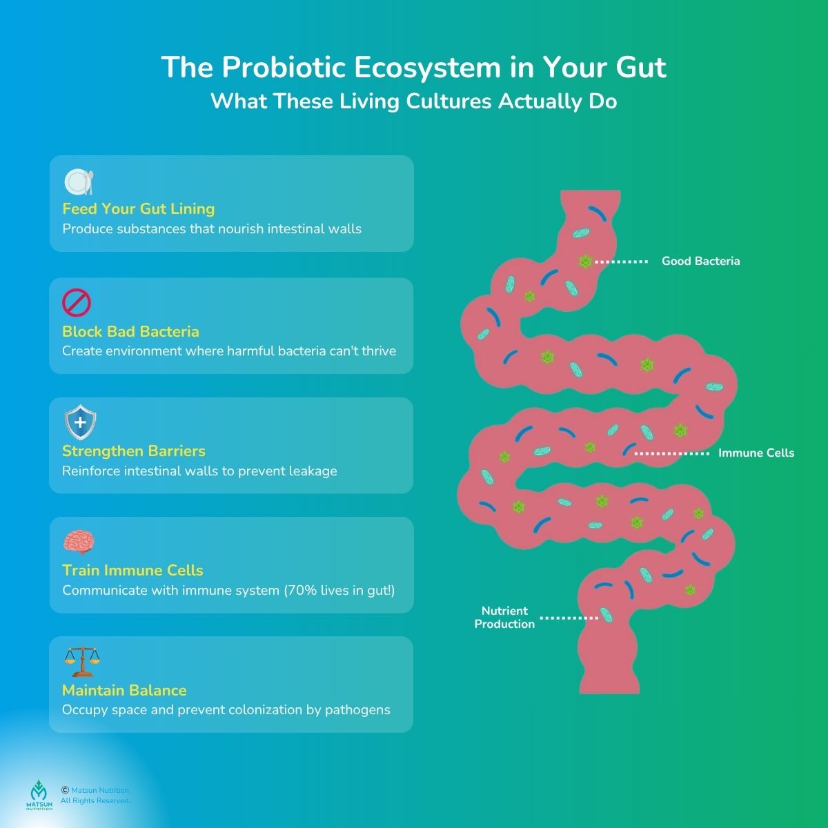 The Probiotic Ecosystem in Your Gut